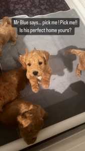 Bichoodle / Poochon Puppies DNA clear Male & Female Pups Avail Now