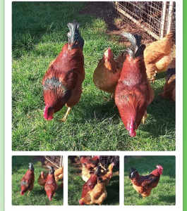 WANTED: Quamby Chickens and Roosters