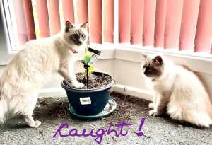 REGRETTABLE SALE: Two beautiful Ragdoll cats, both 2 yrs old