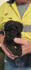 Pure Bred Toy Poodle puppy