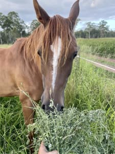 Hay for sale - horse and cattle quality