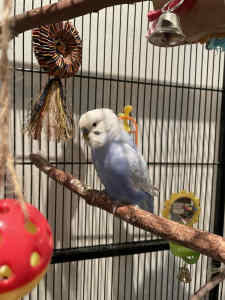 Budgie - beautiful little boy - light blue and grey clearwing 