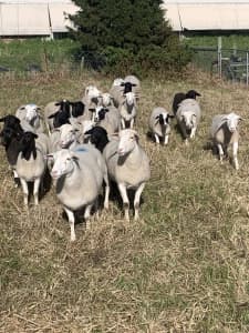 Dorper Sheep Ewes Chickens for sale