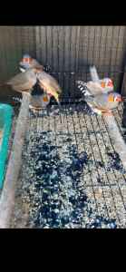 6 zebra finches and big cage for $100 lot