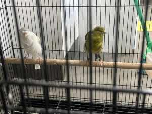 Fluffy canaries