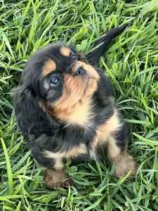 Ready now purebred cavalier