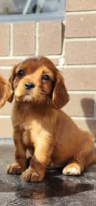 KING CHARLES CAVALIERS SPANIELS AVAILABLE NOW
