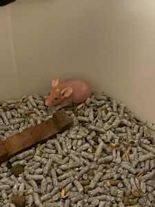 Baby Mice. Manx and Hairless Available.