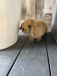 Brown Cinnamon Mini Lop Mini Lop Bunny Rabbits Gumtree Australia - Main Image