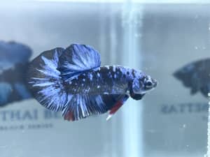 Avatar / Betta / Fighting Fish (Direct Imports) *PRICING REDUCED*