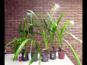 Large SPIDER LILY plants x5 in pots white flowers flowering
