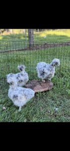Silkies chickens