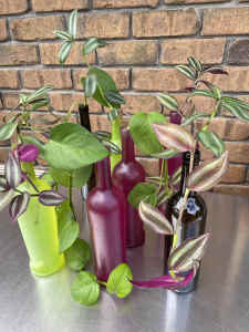 Devils Ivy / Wandering Jew cuttings propagating in bottles