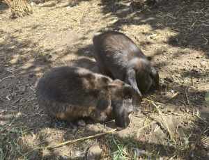 Mini loop male baby rabbits for sale