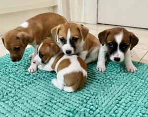 Jack Russell Puppies - Only Beautiful 2 Girls left!! 