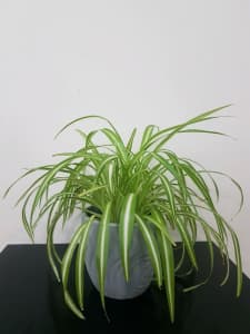 Spider plant in grey pot
