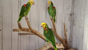 Double Yellow/ Blue Front/ Yellow Crown Amazons