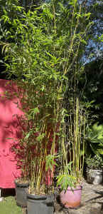 3 Bamboo Screening Plants