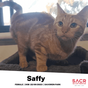Available for Adoption - Saffy!
