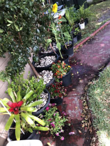 Massive range of home plants on sale in Maroubra!