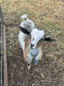 Miniature Angora cross goat GIRL - gorgeous little one!
