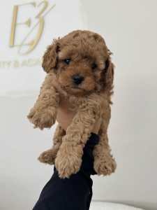 Gorgeous Toy Red Female - 1 Left 