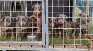 Kelpies - WKC registered Blue and Tan and Fawn and Tan males left -