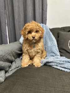 Cavoodle boy looking for family NOW