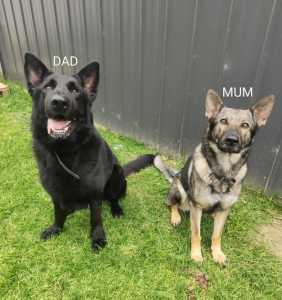 Trained German Shepherd puppies with on going support. 