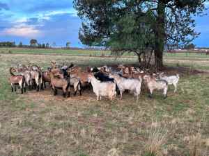 Rangeland goats for sale
