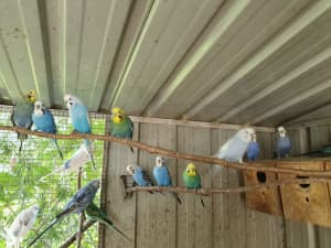 Mature Budgies for quick sale