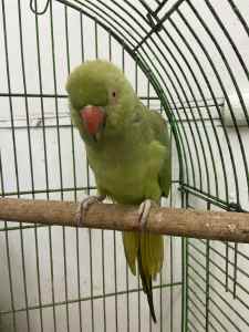 Female Indian ringneck with cage 