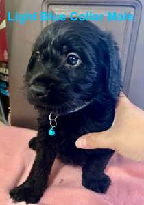 F1 Mini Labradoodle Puppy (DNA Tested)