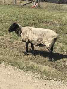 Sheep- Quiet Suffolk Ewes