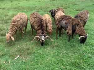 Damara Sheep - 6x Rams