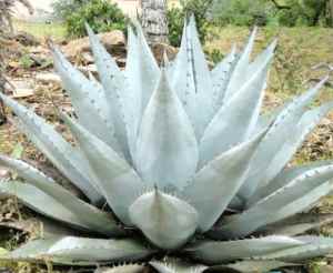 Frosty Ice Blue Agaves Available Good Size 