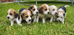 Purebred beagle puppy Ready To Go