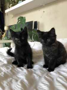 2 gorgeous male kittens