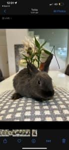 🥕🐰Netherland Dwarf Baby Bunnies 🐰🥕 READY FOR GOOD HOME