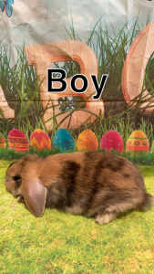 Mini Lop Rabbit for sale - $100 each Craigieburn