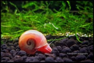Red Ramshorn Snails 🐌