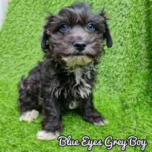 🚨 1 BOY left Blue eyes! MALTESE SHIH TZU puppy HEALTH CERTIFICATE