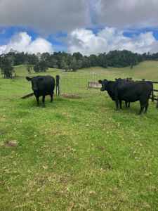 6 Angus cows for sale