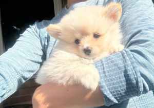 1 female Pure breed Pomeranian puppy toilet trained 