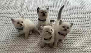 Purebred Ragdoll kittens