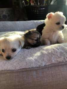 Chihuahua puppies apple head pure breed adorable personalities 🥰🥰