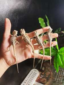 Baby bearded dragons extremely friendly 