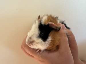 Adorable Baby Guinea Pigs