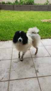 1 female pomeranians and 1 male dachshund looking for their for
