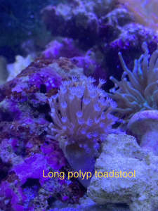 Reef tank Corals, SPS, LPS, softies